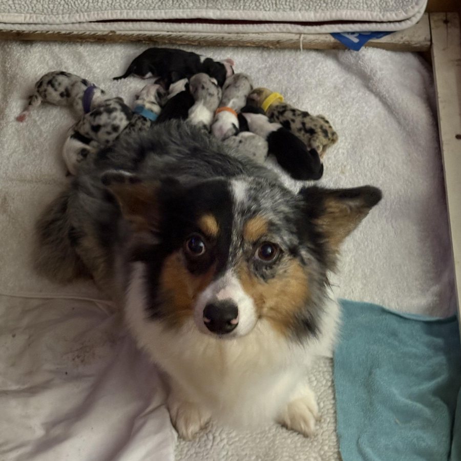 Angel, a blue merle fluffy corgi dam with her litter
