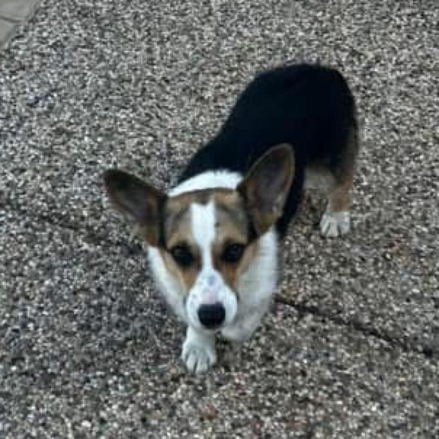 Arwen, a Pembroke Welsh Corgi