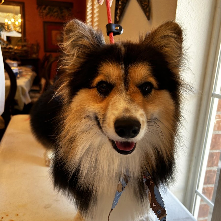 Merlin, a tri-colour full fluff Pembroke Welsh Corgi stud