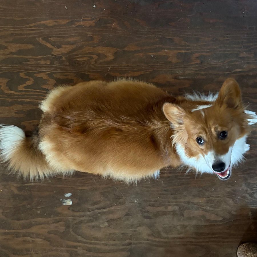 Myra, a full fluff Pembroke Welsh Corgi dam