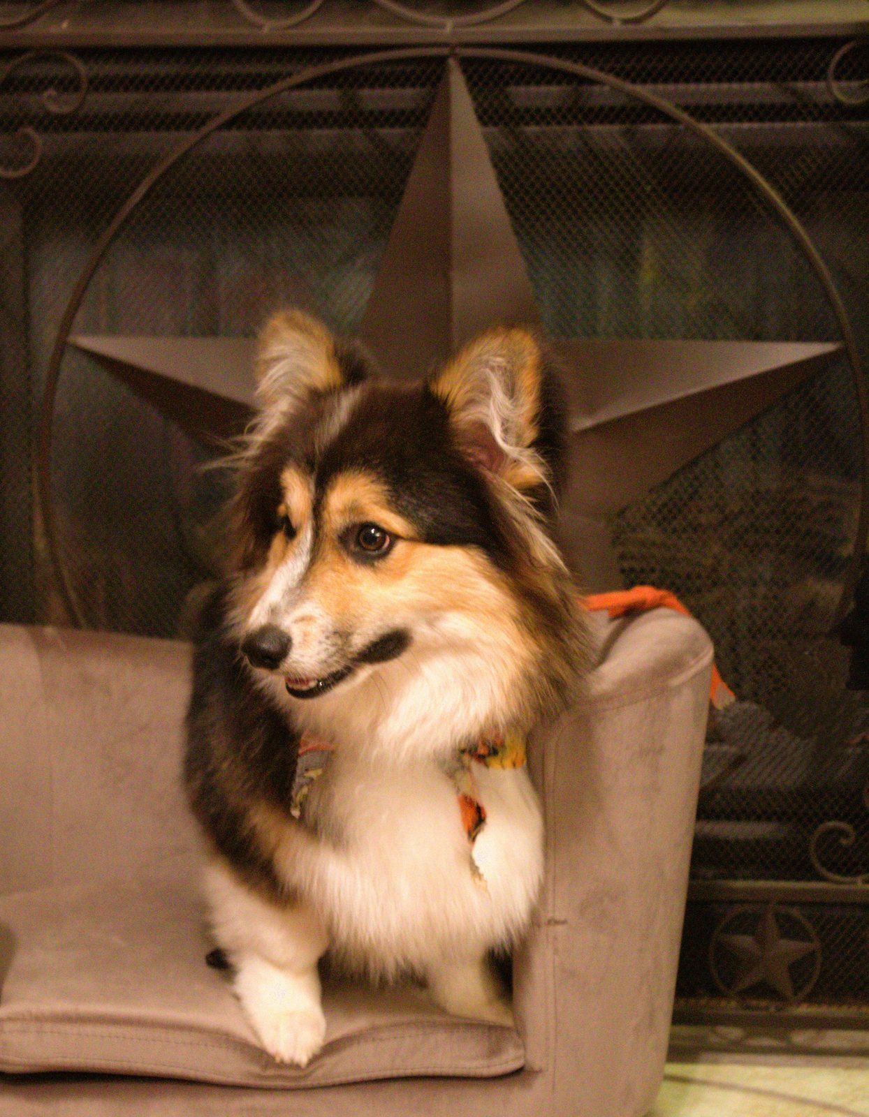 A full fluff tri-color Pembroke Welsh Corgi