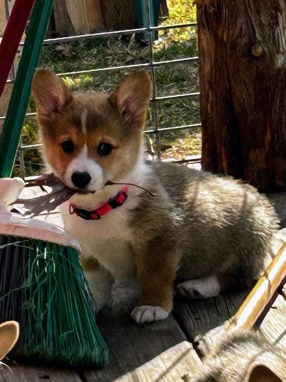 A Celtic Corgis puppy outdoors on the farm